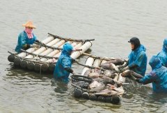 强寒流重创台湾农林渔牧业