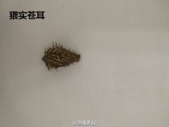 辽宁口岸在进口美国大豆中检出有毒生物(图)