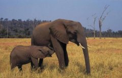 伐木场大象的一生：生而为奴直到死亡(图)
