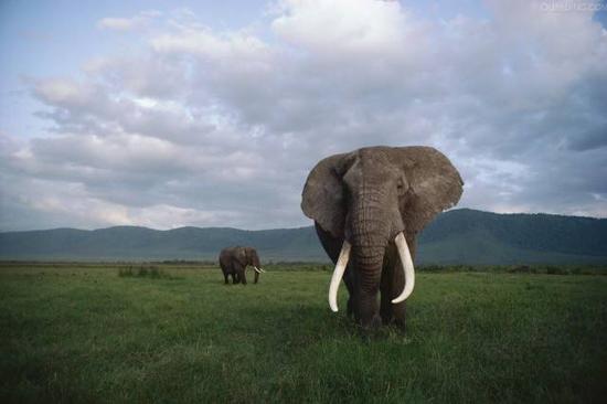 伐木场大象的一生：生而为奴直到死亡(图)