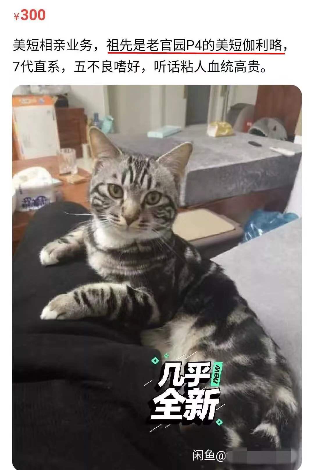 互联网上的宠物相亲，正在成为中产们的电子焦虑