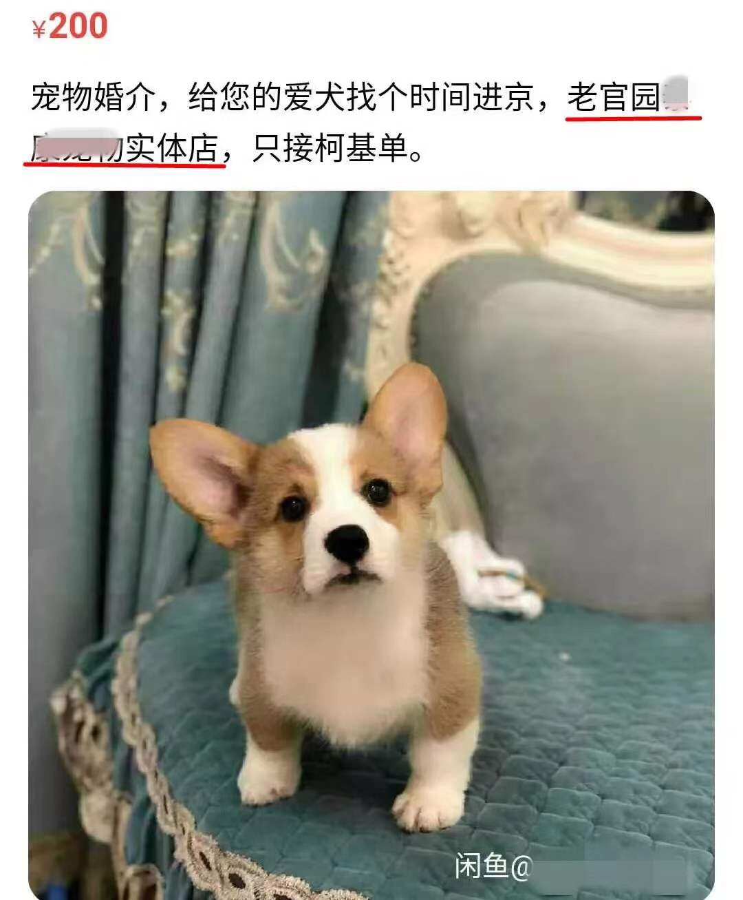 互联网上的宠物相亲，正在成为中产们的电子焦虑