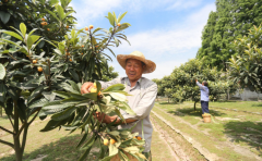 果农赚钱吗？如何把自家的水果放到网上进行售卖？