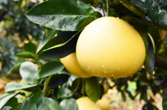 新农人深耕农业，终成蜜柚出口欧盟第一人！