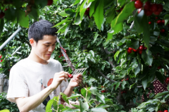 大学生网上帮果农卖樱桃，一个月挣40万