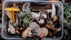让你看见七彩小人的“神奇蘑菇”，其实可以治疗抑郁症？