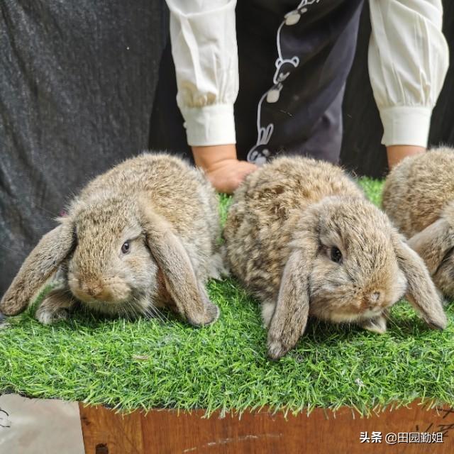 兔子好养吗，兔子的养殖技术及方法
