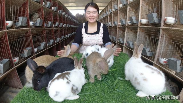 兔子好养吗，兔子的养殖技术及方法