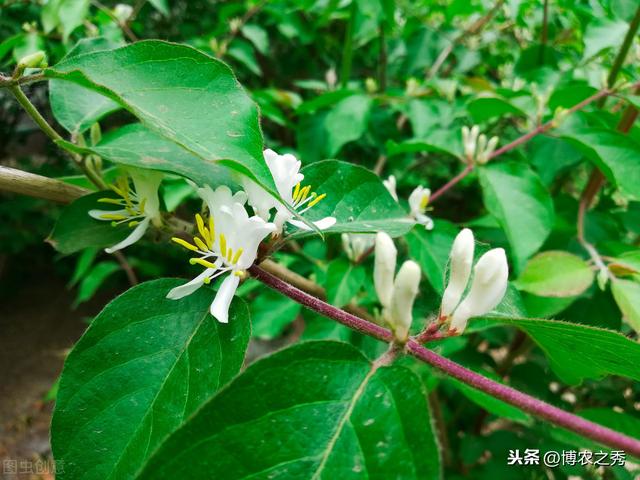 金银花种植方法，最简单易学的五个种植技巧