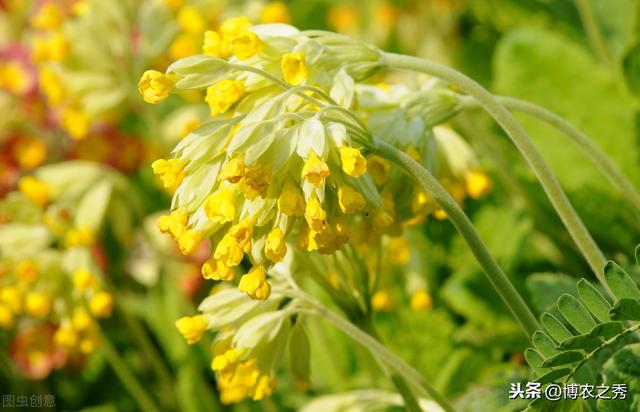 金银花种植方法，最简单易学的五个种植技巧