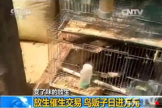 看完这些伪善的放生骚操作，你真的会被气笑