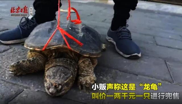 看完这些伪善的放生骚操作，你真的会被气笑