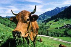 放弃收购澳大利亚第二大乳企，蒙牛距离“世界牛”还有多远？