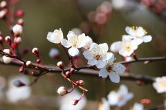 小程序性能优化的几点实践技巧