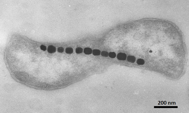 燕子长途迁徙上千公里为啥还能不迷路？它们体内的微生物在导航