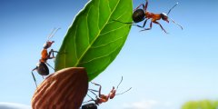 浮木上的蚂蚁：科技股的奇幻漂流