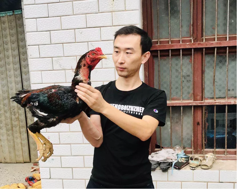 安徽小伙上淘宝卖斗鸡，一只最高6000元