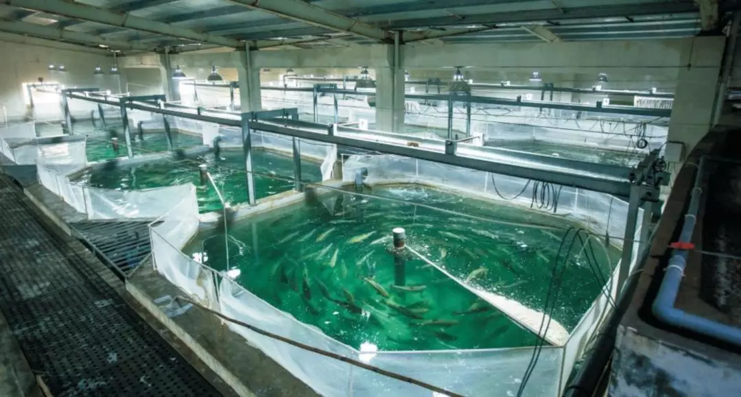 三文鱼养殖业“特斯拉”落户中国宁波，日本版已经破土动工