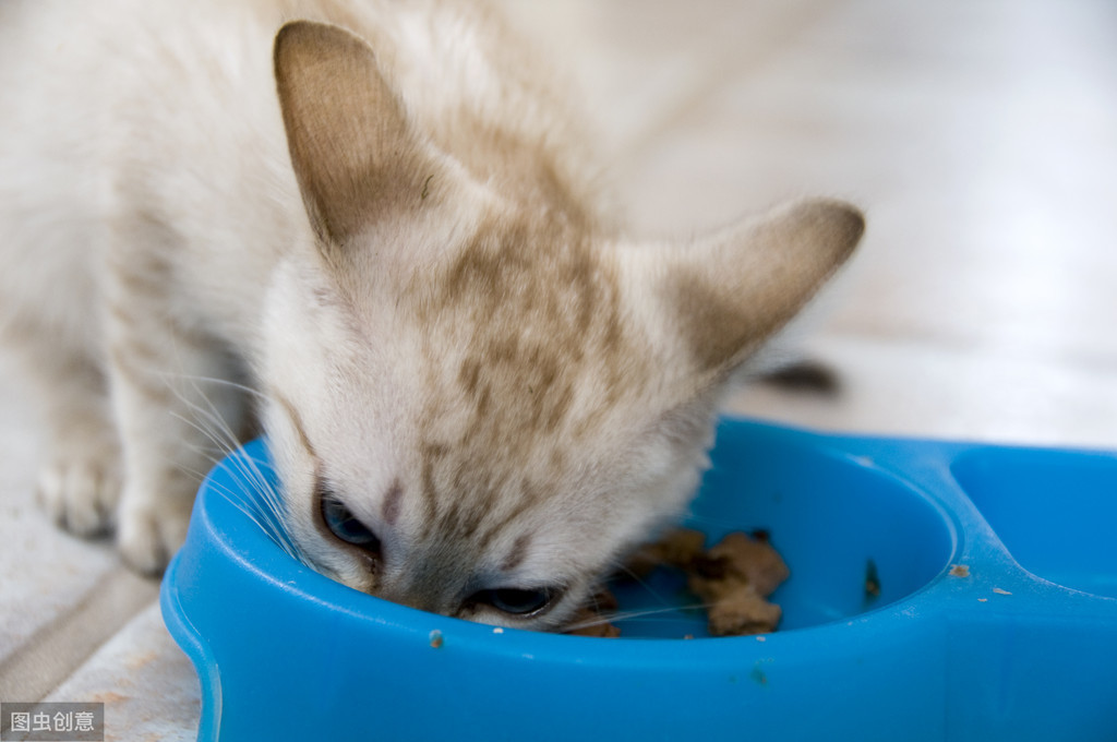 幼猫粮吃到几个月可以换成猫粮（幼猫安全喂养准则及测评）