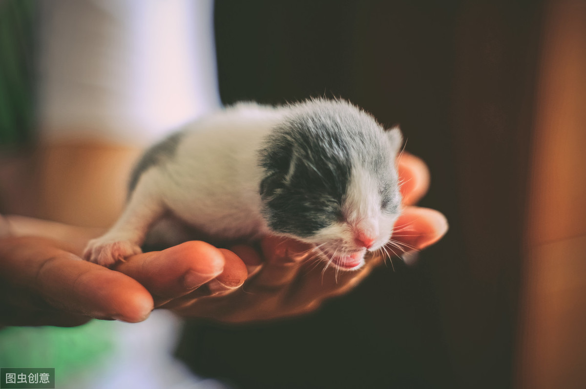 幼猫粮吃到几个月可以换成猫粮（幼猫安全喂养准则及测评）