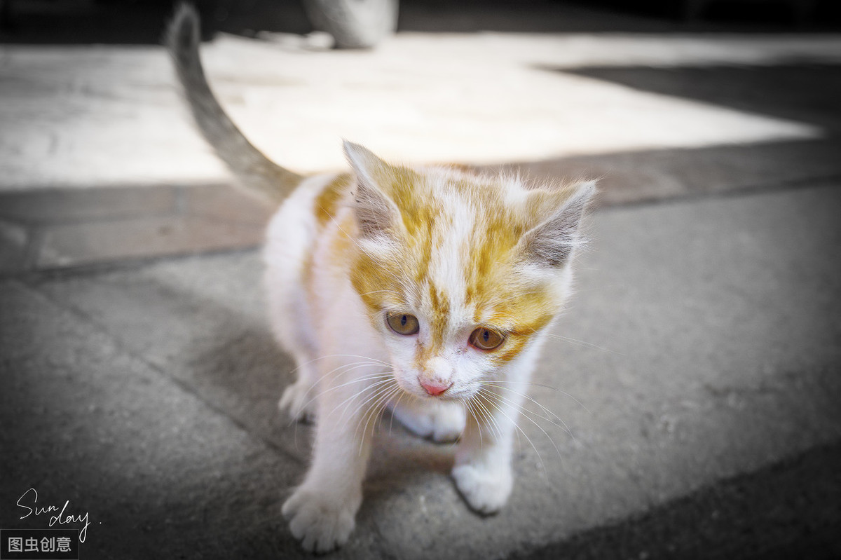 幼猫粮吃到几个月可以换成猫粮（幼猫安全喂养准则及测评）