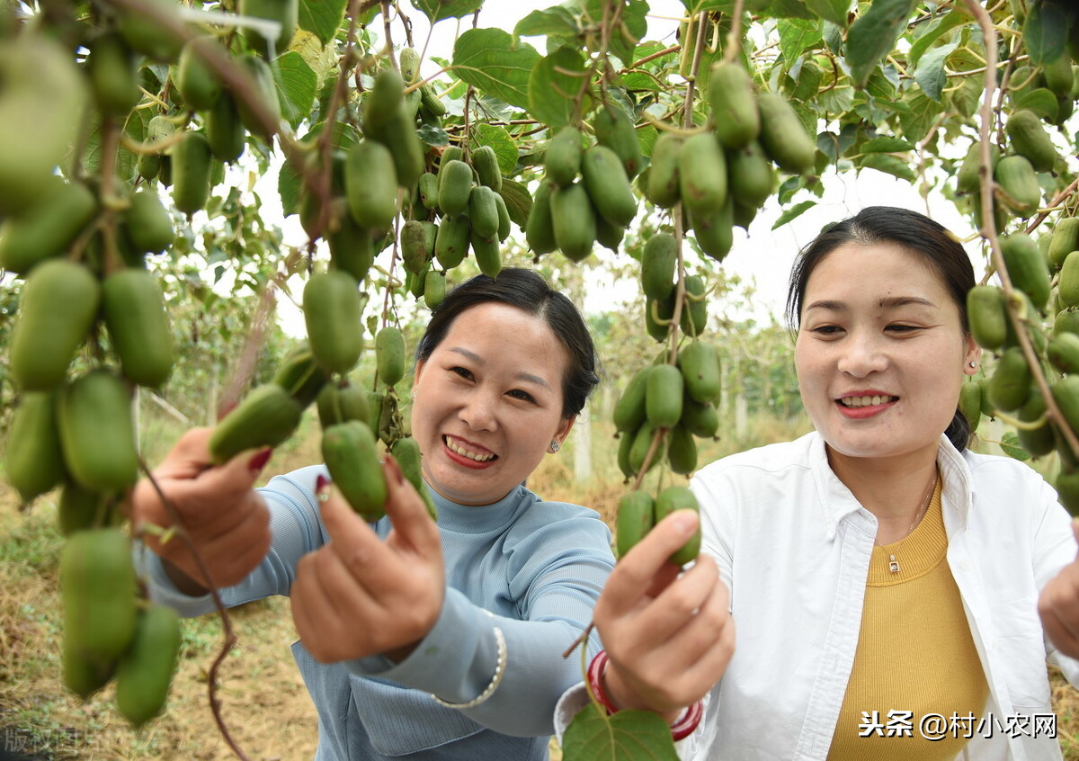 自主创业做什么好乡下（揭晓20个农村致富项目）