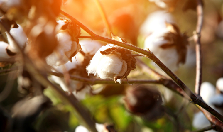 近期棉及棉纺织品全球贸易动态：越南、美国