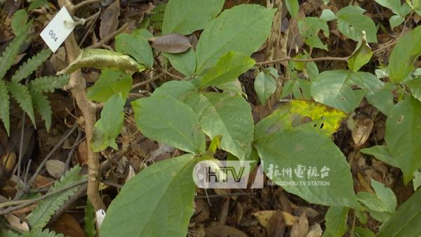 罕见！杭州惊现独有濒危植物