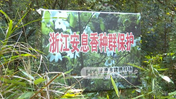 罕见！杭州惊现独有濒危植物