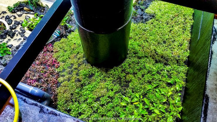 水草灯哪个牌子好（尼特利LED水草灯测评）