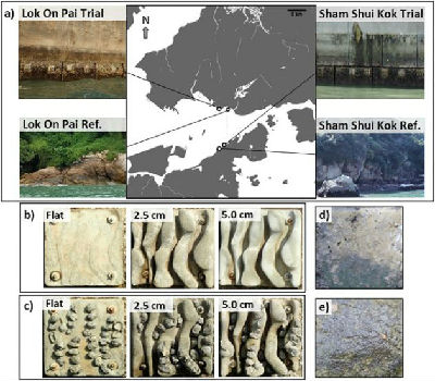 研究称3D打印混凝土砖可促进海堤附近的生物多样性
