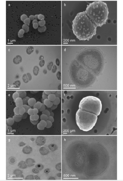 研究称耐辐射球菌在国际空间站外存活了整整一年