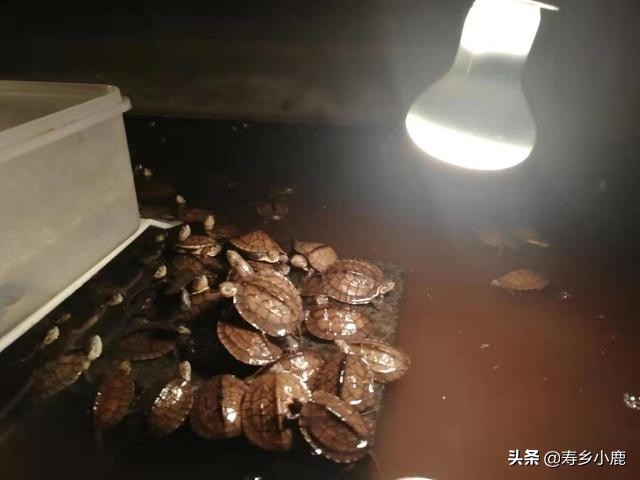 乌龟怎么喂食龟粮（免费分享乌龟喂食龟粮的方法）