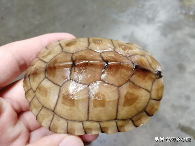 乌龟怎么喂食龟粮（免费分享乌龟喂食龟粮的方法）