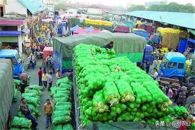 市场做蔬菜批发也是一门技术活，不能光靠小聪明，关键掌握基本功