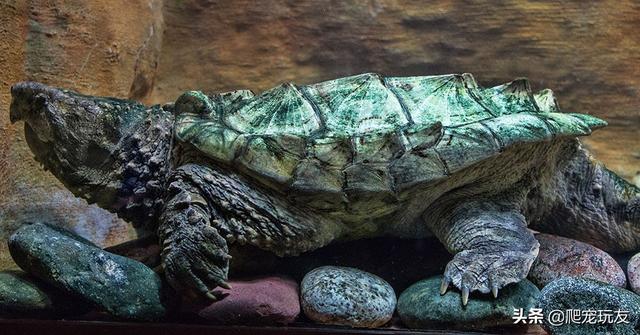 大鳄龟寿命有多长，养鳄龟有什么禁忌