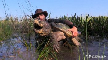 大鳄龟寿命有多长-养鳄龟有什么禁忌？