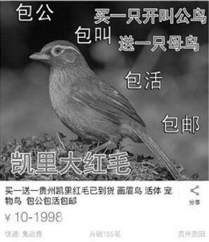 淘宝网兜售野鸟违法吗（淘宝网兜售野鸟合理吗）