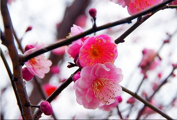 形容自己喜欢花的句子（爱花爱生活的唯美句子）