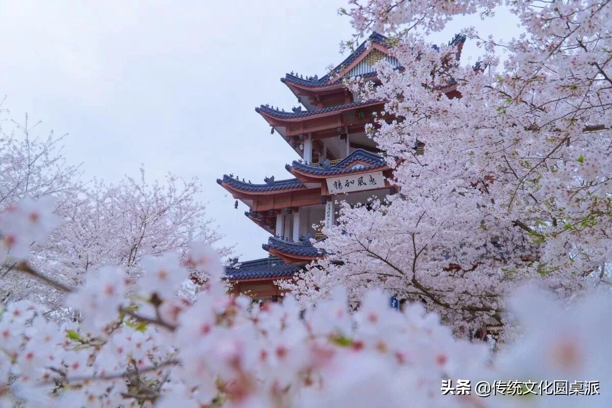 描写樱花的优美句子（赞美樱花的优美短句）