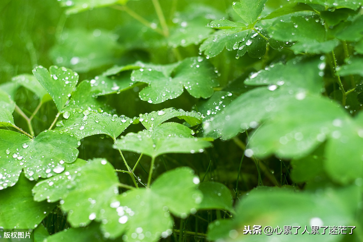 理想与现实之间的感悟（适合发朋友圈的人生感言）