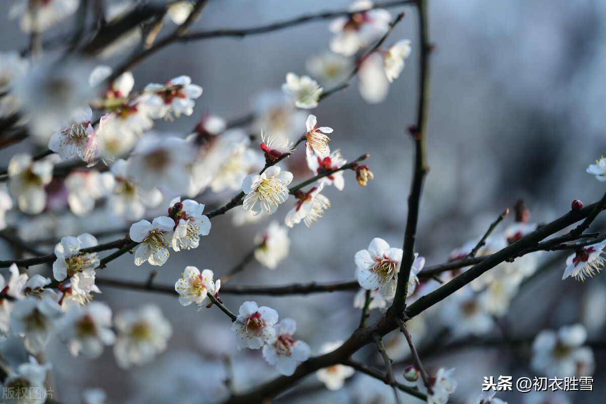 赞美梅花的优美句子（精选这9首咏梅诗赏析）