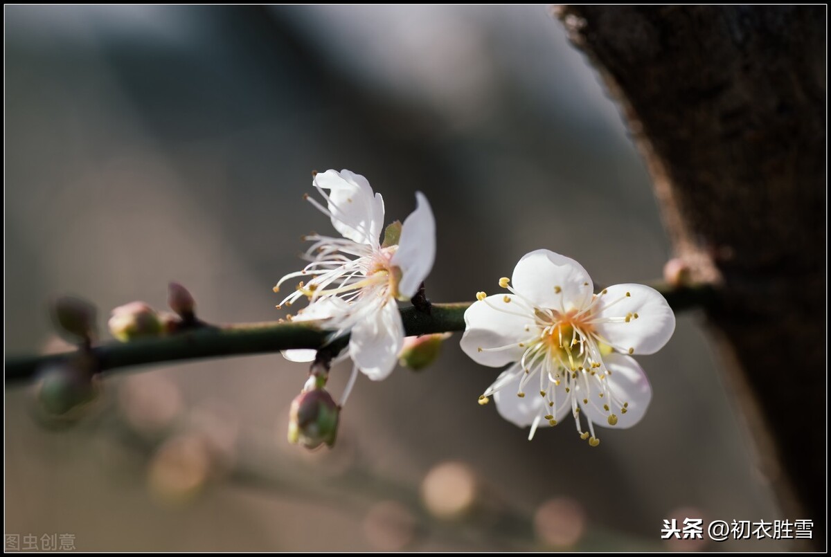 赞美梅花的优美句子（精选这9首咏梅诗赏析）