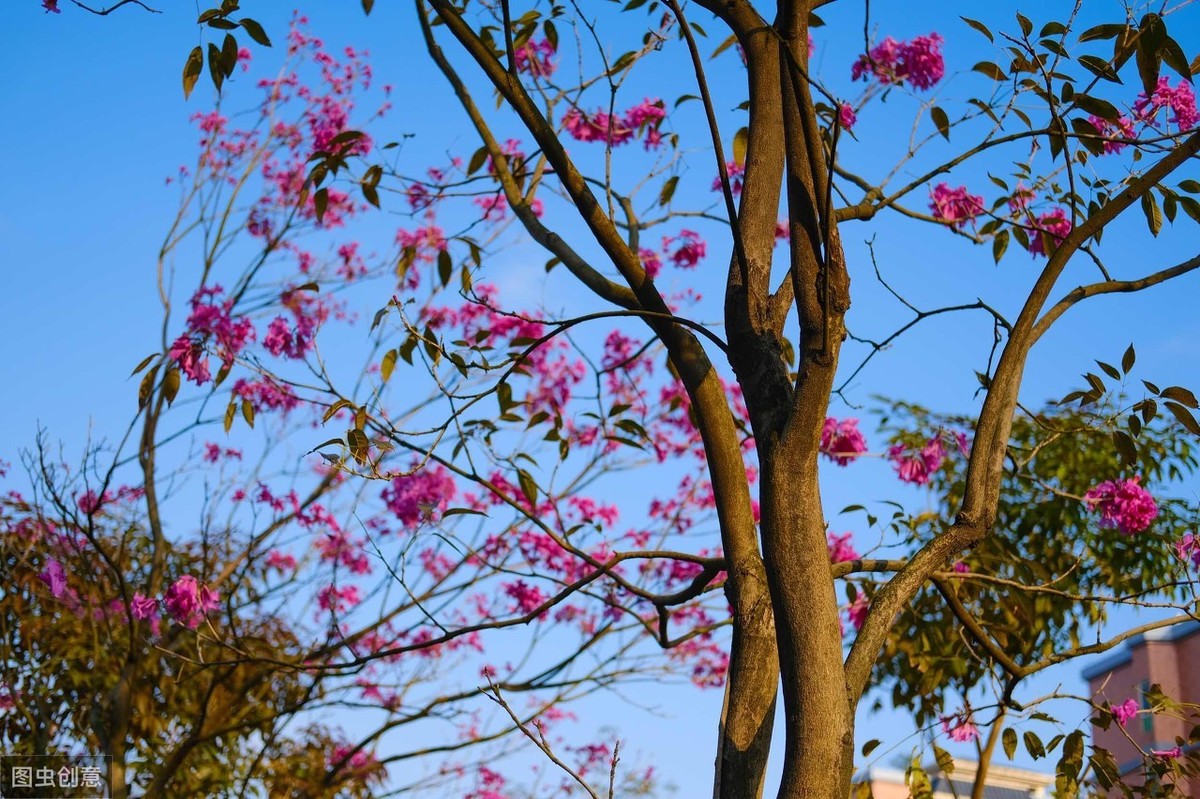 日出江花红胜火的全诗（忆江南江南好全诗赏析及诗意）