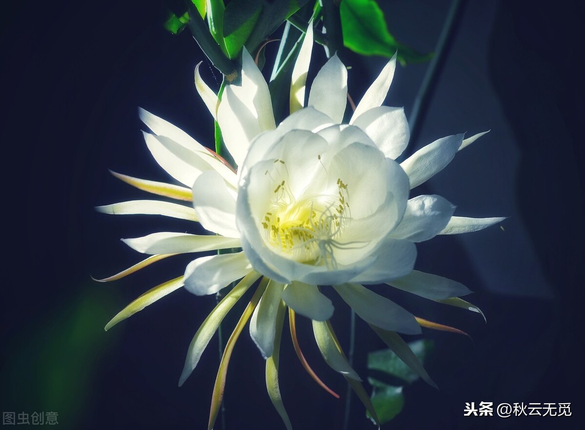 赞美昙花诗句有哪些（描写昙花的25首古诗）