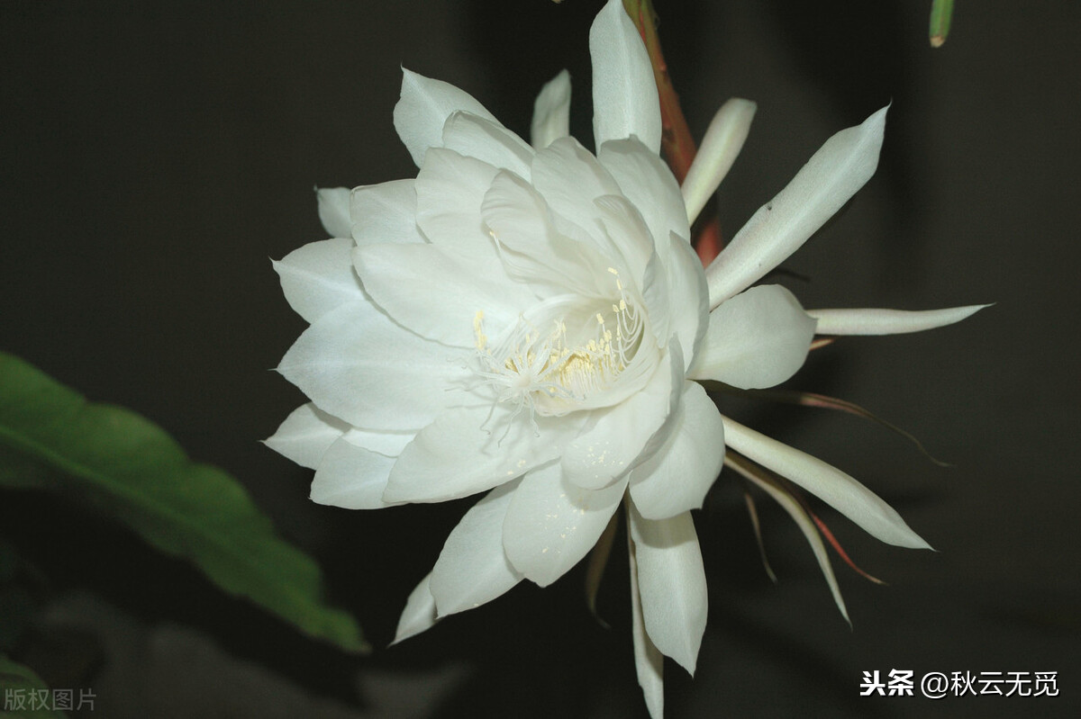 赞美昙花诗句有哪些（描写昙花的25首古诗）