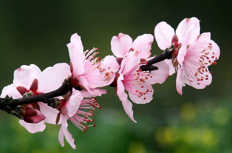 岁岁年年花相似整首诗（代悲白头翁古诗原文赏析）