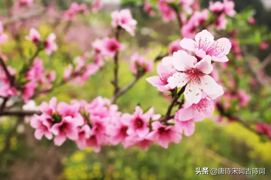 赞美桃花的诗句有哪些（有关桃花的48首浪漫情诗）