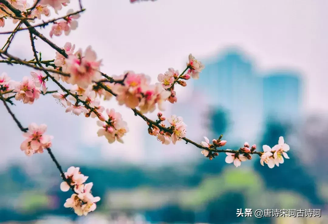 赞美桃花的诗句有哪些（有关桃花的48首浪漫情诗）