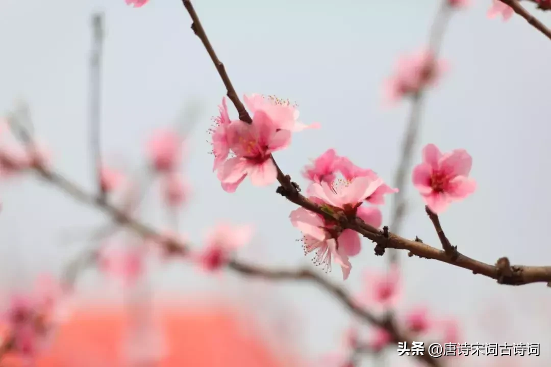 赞美桃花的诗句有哪些（有关桃花的48首浪漫情诗）